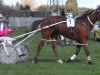 The Manipulator . . . the first Panspacificflight New Zealand winner. Pic courtesy of southlandharnessracing.co.nz