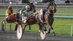 Macca Lodge stable star Pulp Fiction