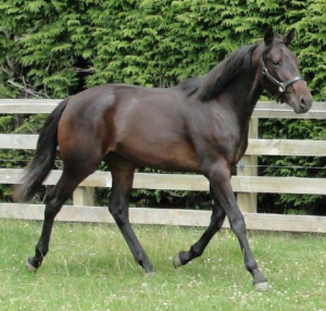 Arden Rooney as a yearling