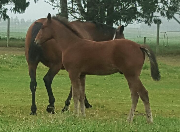 This big Mach Three colt born at Macca Lodge in November is a full brother to Machtu and a half-brother to Raconteur, the dam of Talkerup. The dam is Letatalk.