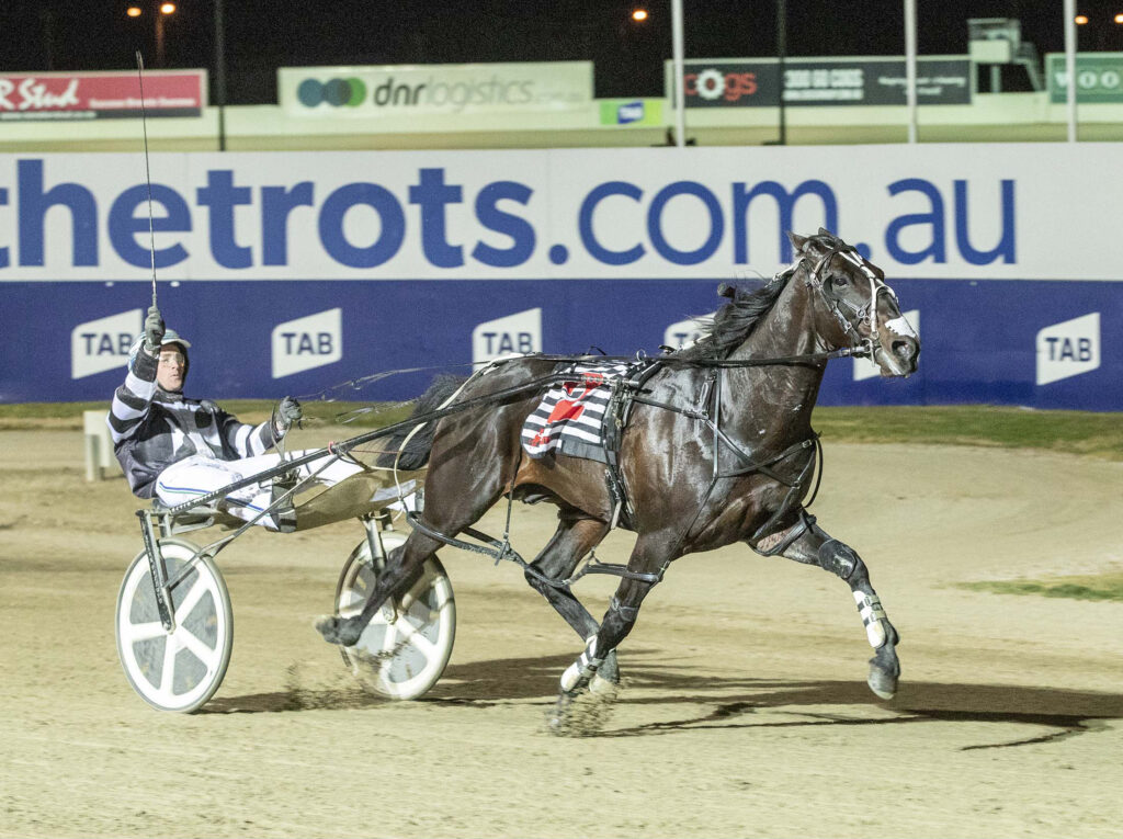 Tiger Tara Macca Lodge Horse Stud Farm New Zealand Riversdale, Gore
